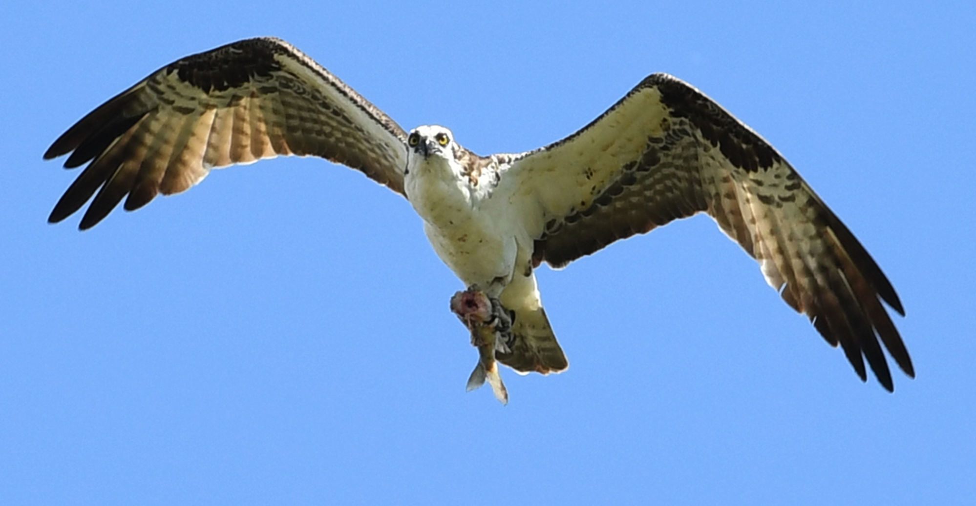 Osprey